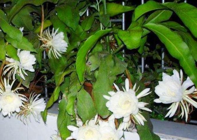 小昙花怎么养殖（分享昙花养殖方法与技巧）