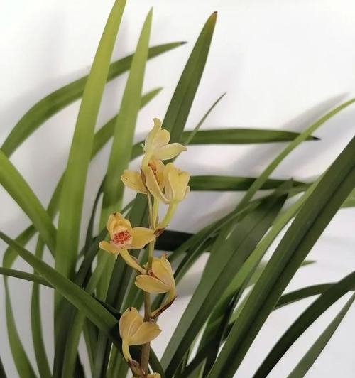 兰花是什么季节开花（兰花种植方法讲解）