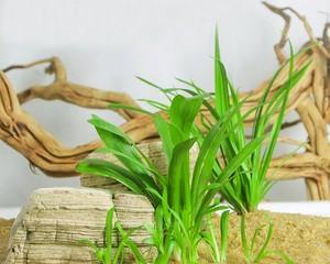 水草怎么养长得好（详解水草养护知识）
