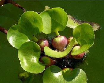 水草怎么养长得好（详解水草养护知识）