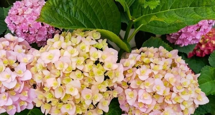 洋绣球怎样养护才能开花（洋绣球花养殖方法讲解）