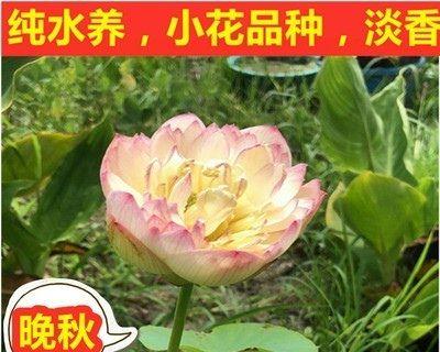 如何种碗莲种子（碗莲种球的种植方法讲解）