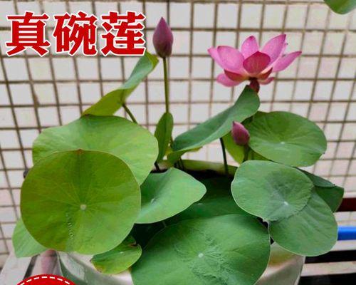 如何种碗莲种子（碗莲种球的种植方法讲解）
