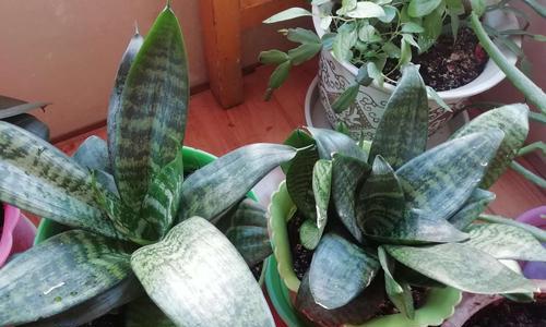 虎皮花怎么栽培（有关虎皮兰种植方法和技巧）