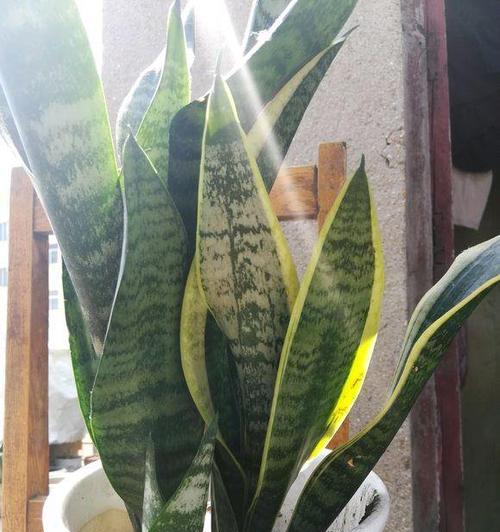虎皮花怎么栽培（有关虎皮兰种植方法和技巧）
