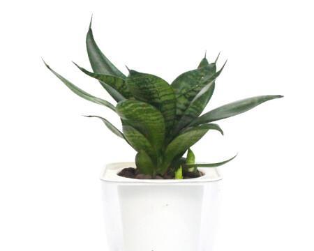 虎皮花怎么栽培（有关虎皮兰种植方法和技巧）