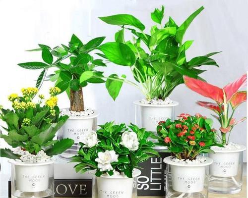 办公台放什么绿植好（适合办公室的花卉推荐）