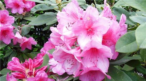 杜鹃花期注意什么（有关杜鹃花期养护知识）