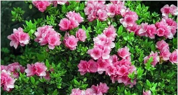 杜鹃花期注意什么（有关杜鹃花期养护知识）