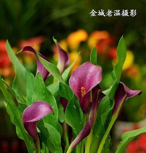 马蹄莲花怎么种植（盆栽马蹄莲的养殖注意事项）