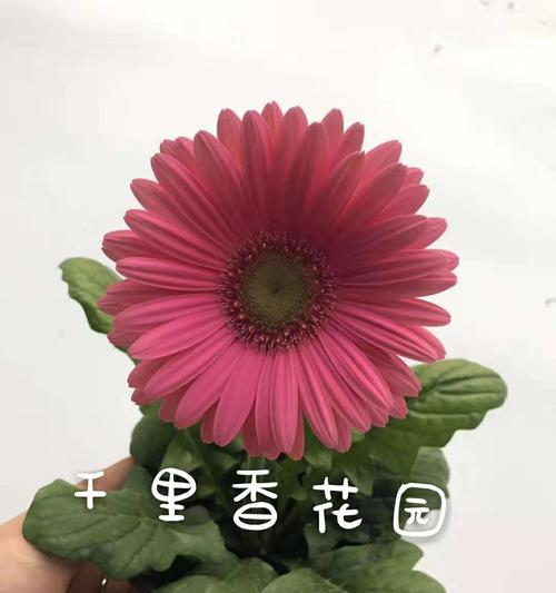 非洲菊怎么养才长得好（非洲菊的养殖注意事项）