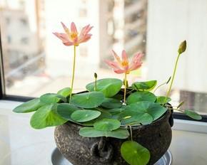 滴水莲花室内养好不好（滴水莲花的养殖注意事项）