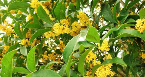 桂花怎样种植长得好（桂花树种植的方法与技巧）