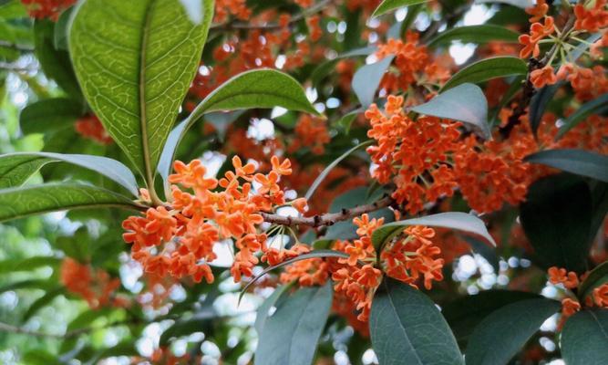 桂花怎样种植长得好（桂花树种植的方法与技巧）