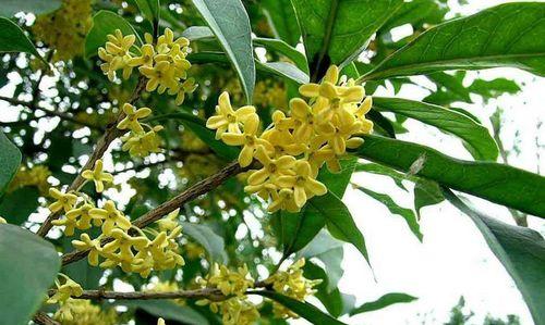 桂花怎样种植长得好（桂花树种植的方法与技巧）