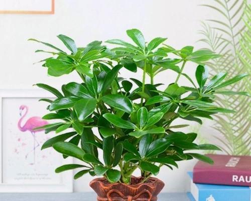 夏天如何养发财树（发财树的养护知识）