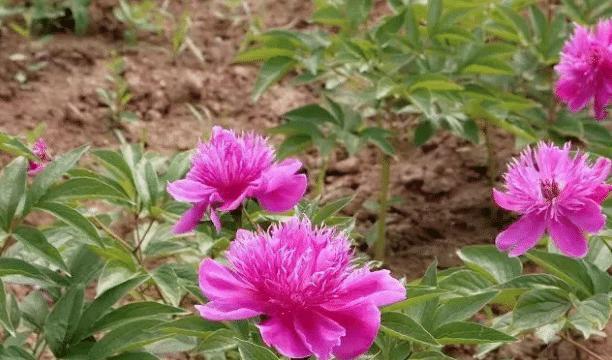 芍药花栽培技术与管理（打造美丽花园的关键——芍药的种植与管理）