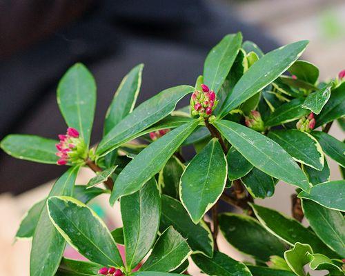 金边瑞香花期长吗（瑞香花期简单介绍）