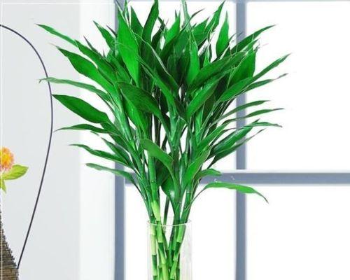 盆养富贵竹的养殖方法和技巧（打造健康盆栽）