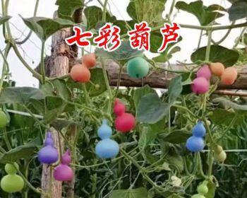 葫芦用什么肥料比较好（葫芦种植方法和管理）