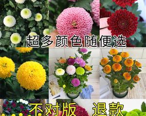 球菊的养殖方法和注意事项（球菊的种植方法讲解）