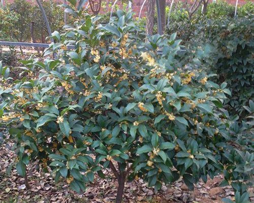 桂花树苗怎样种植技术（有关桂花的栽培技术）