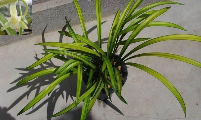 属于兰科植物有哪些（描述兰花的种类大全）