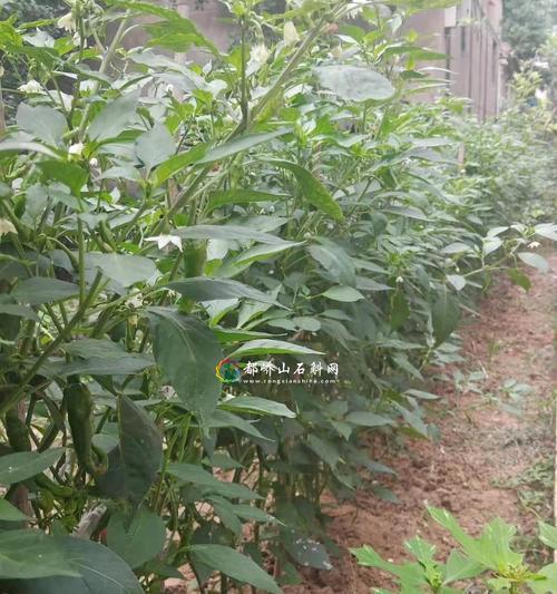 怎样种辣椒才能高产（辣椒高产栽培技术要点）