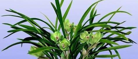 春兰怎么养才长得好（种植春兰的注意事项）