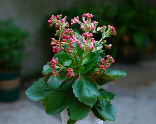 怎么养好长寿花（分享长寿花的正确养法）