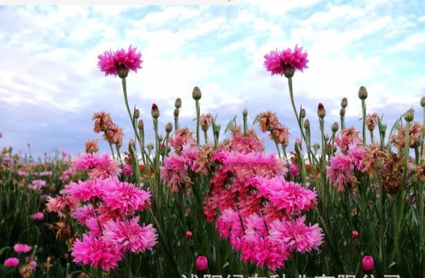 矢车菊种子怎么种植（矢车菊种子的种植方法和时间）