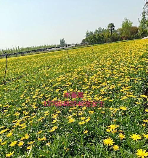 菊花种植方法和管理（关于菊花的养护技术）