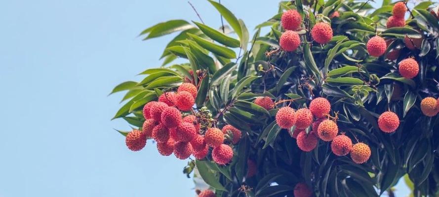 荔枝怎么种植才会活（荔枝树种植方法与技巧）