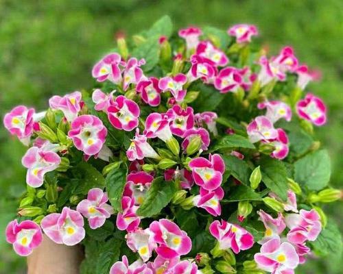 夏季有什么花开放（代表夏季的花卉大全）