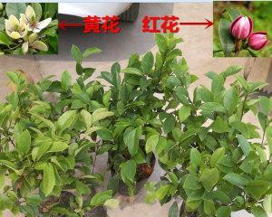 含笑花好养吗（含笑花的养殖方法和注意事项）