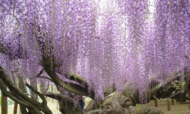 紫藤花树什么时候开花（有关紫藤花简介）