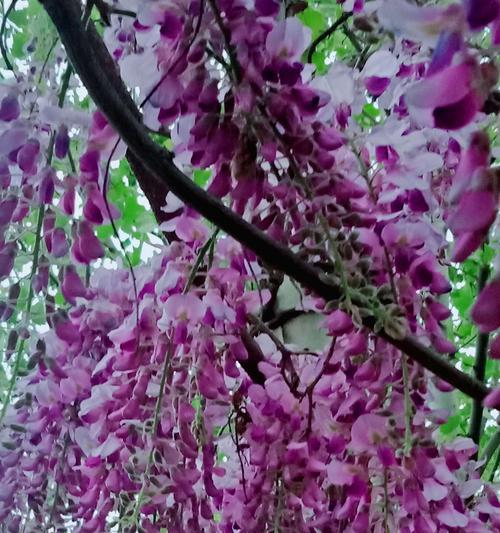 紫藤花树什么时候开花（有关紫藤花简介）