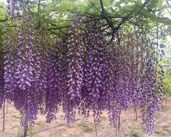 紫藤花树什么时候开花（有关紫藤花简介）