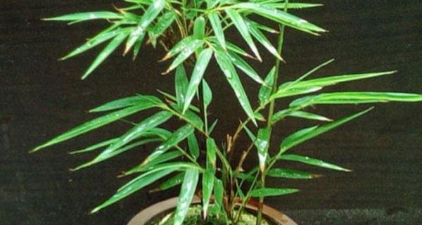 盆栽竹子如何养（盆栽竹子的养殖方法和注意事项）