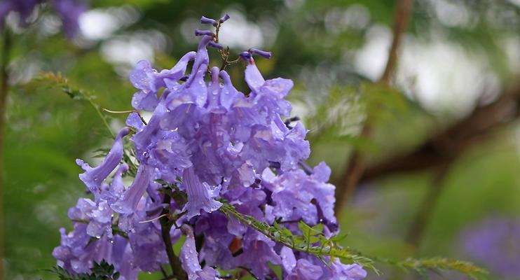 蓝花楹几月开花（有关蓝花楹花期简介）