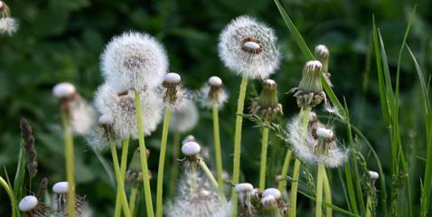 蒲公英种子怎么种（蒲公英的正确种植方法）