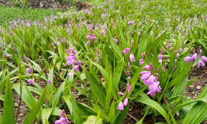 白兰花种子种植几年结果（白兰花种子种植技巧）