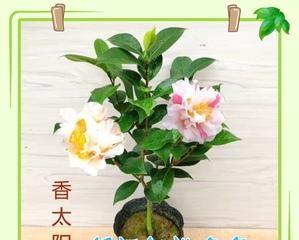 山茶花怎么栽才能活（山茶花的种植和养护）