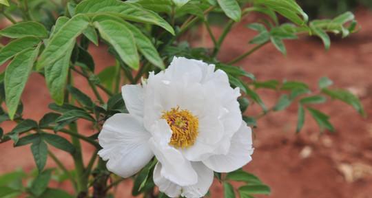 白芍如何种植（白芍种植技术与栽培管理）