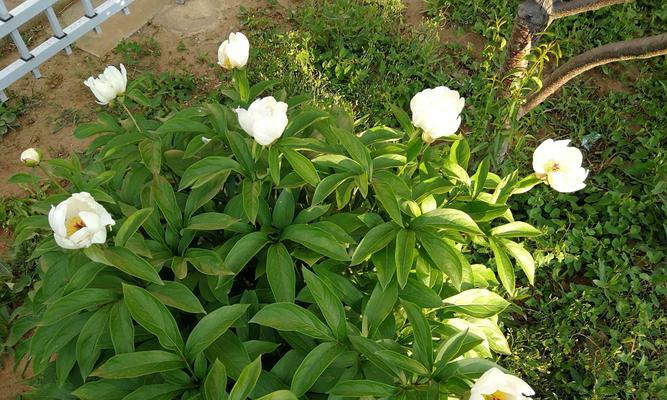 白芍如何种植（白芍种植技术与栽培管理）