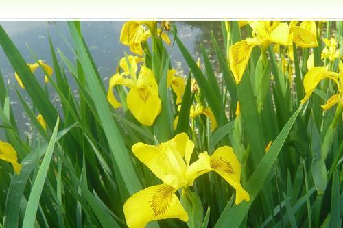 黄菖蒲怎么养（有关黄菖蒲养殖方法）
