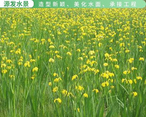 黄菖蒲怎么养（有关黄菖蒲养殖方法）