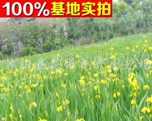 黄菖蒲怎么养（有关黄菖蒲养殖方法）