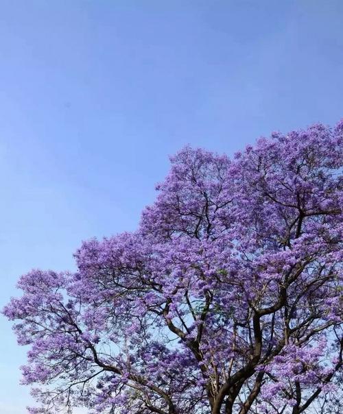 蓝花楹多久浇一次水（蓝花楹养殖方法）