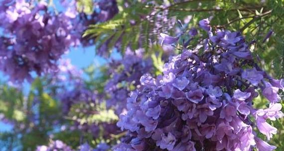 蓝花楹多久浇一次水（蓝花楹养殖方法）